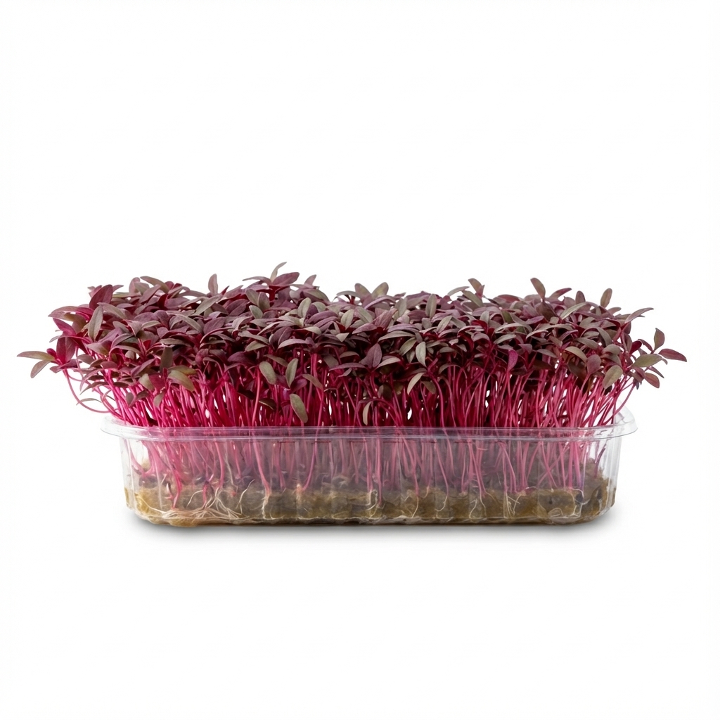 Мікрогрін Амарант