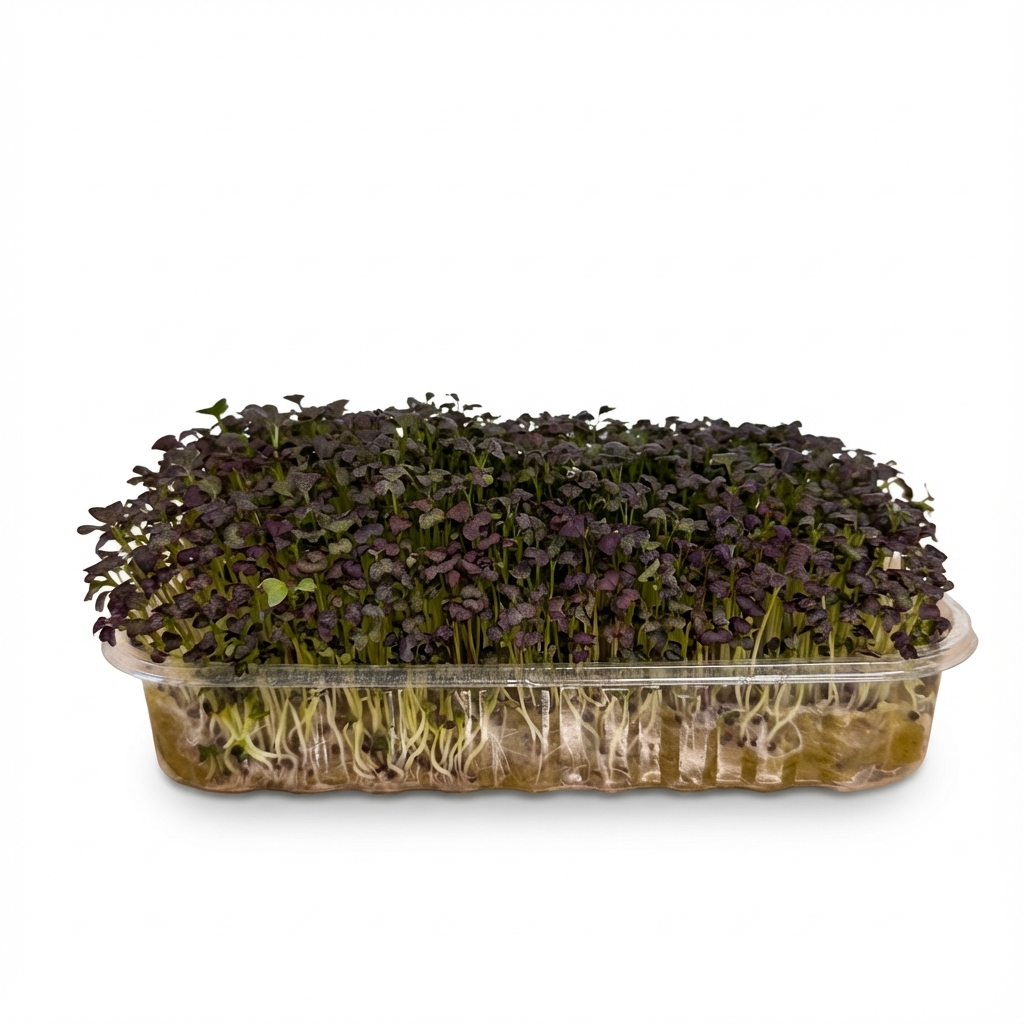 Мікрогрін Мізуна червона