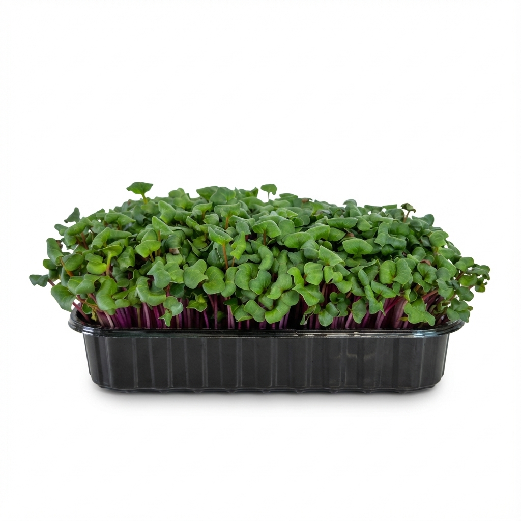 Мікрогрін Редис рожевий