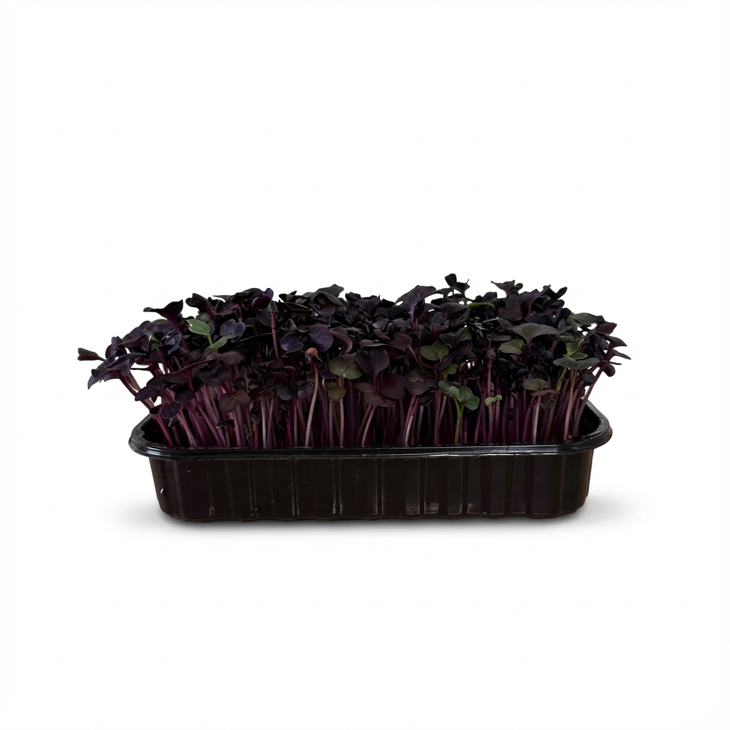 Мікрогрін Редис фіолетовий