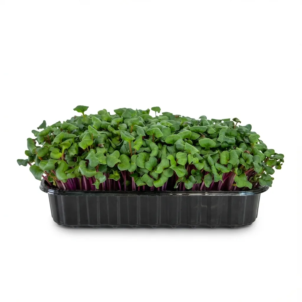 Редис рожевий