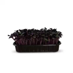 Редис фіолетовий