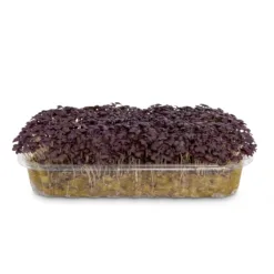 Гірчиця червона